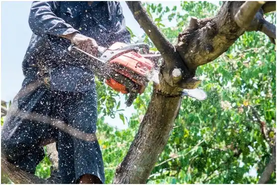 tree services Oakley